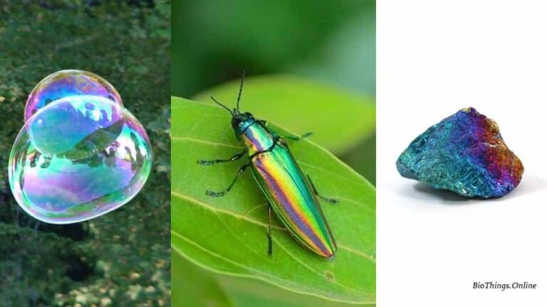 iridescence in nature